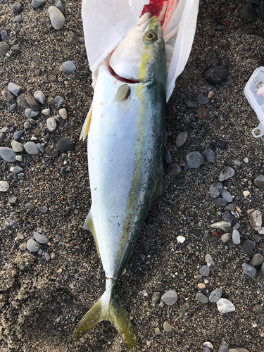 イナダの釣果