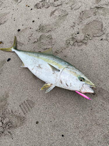 ブリの釣果