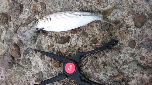 コノシロの釣果