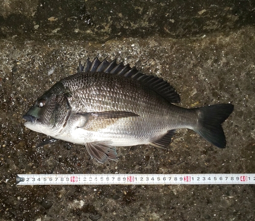 クロダイの釣果