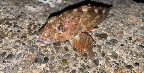 カサゴの釣果