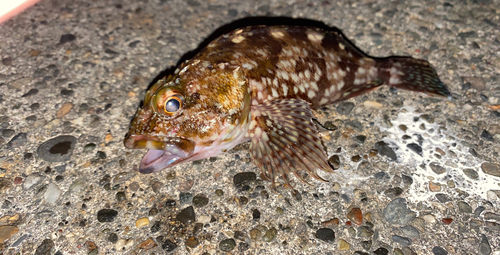 カサゴの釣果