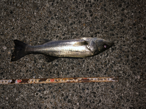 スズキの釣果