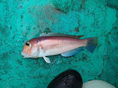 アマダイの釣果