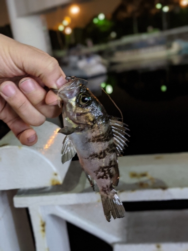 シロメバルの釣果