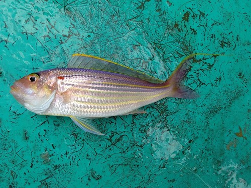 イトヨリダイの釣果