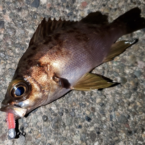 メバルの釣果