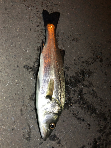 セイゴ（マルスズキ）の釣果