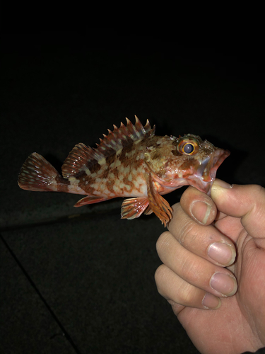 カサゴの釣果