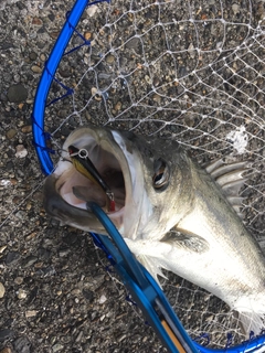 スズキの釣果