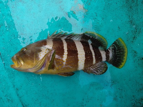 アオハタの釣果