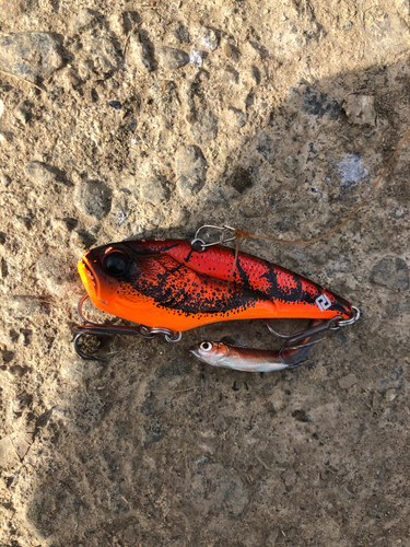 ニゴイの釣果