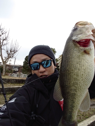 ブラックバスの釣果