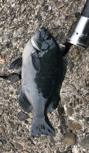 クチブトグレの釣果