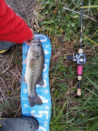 ブラックバスの釣果