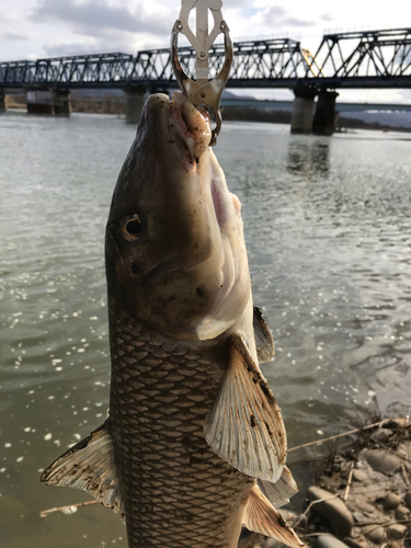 ニゴイの釣果