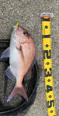 タイの釣果