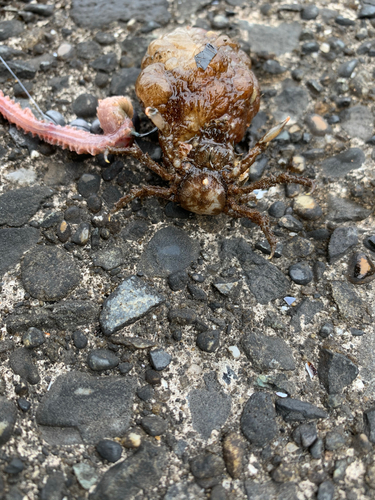 カニの釣果