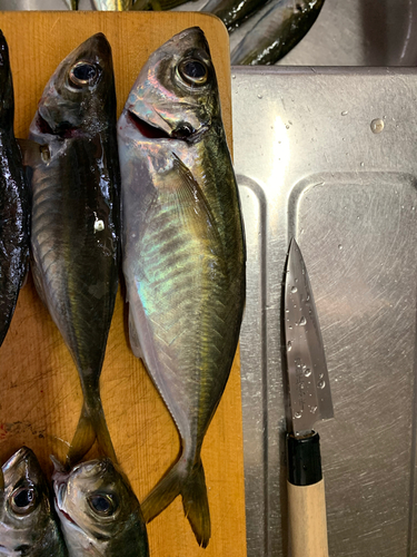 アジの釣果