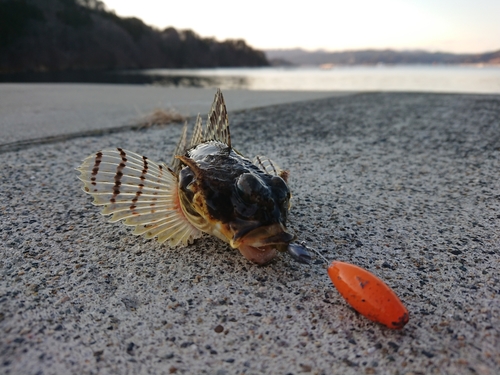 ハゼの釣果