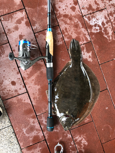 マコガレイの釣果