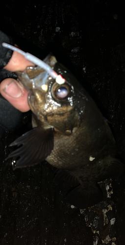 クロメバルの釣果