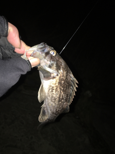 クロソイの釣果