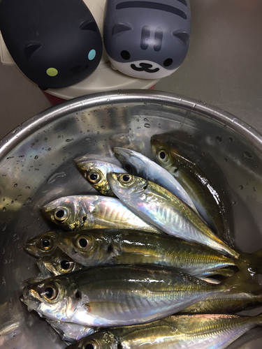 アジの釣果