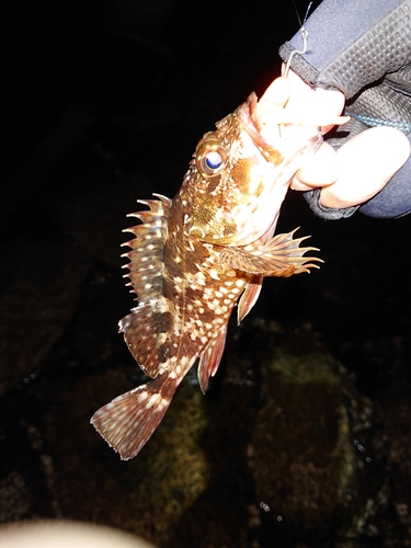 カサゴの釣果