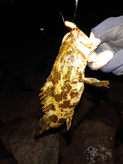 タケノコメバルの釣果