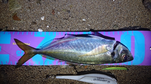 マアジの釣果