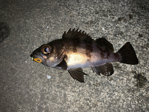 メバルの釣果