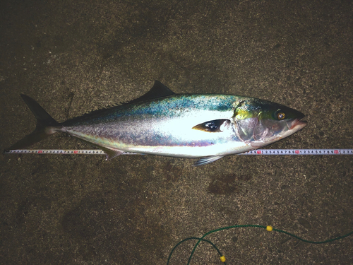 ツバスの釣果