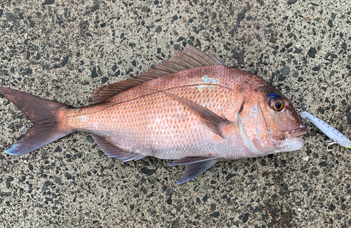 タイの釣果