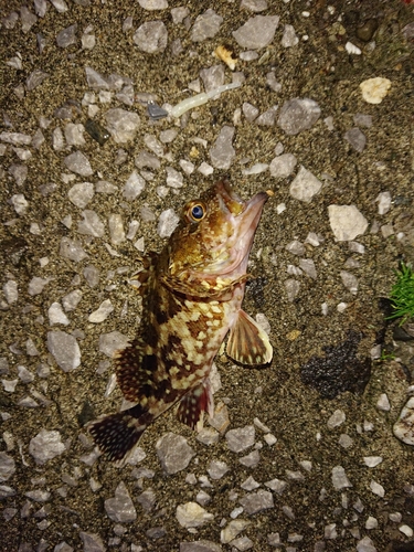 カサゴの釣果