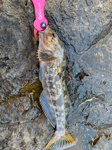 アイナメの釣果