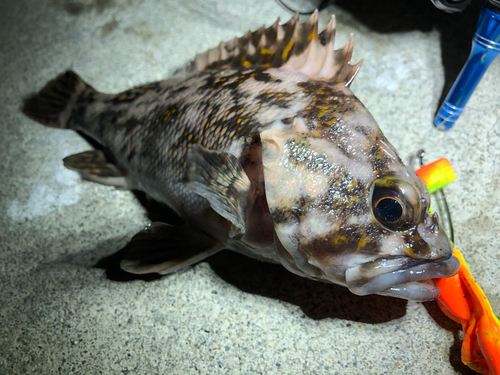 オウゴンムラソイの釣果