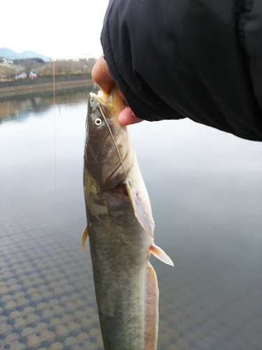 ナマズの釣果