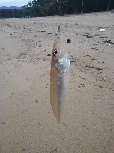 シロギスの釣果