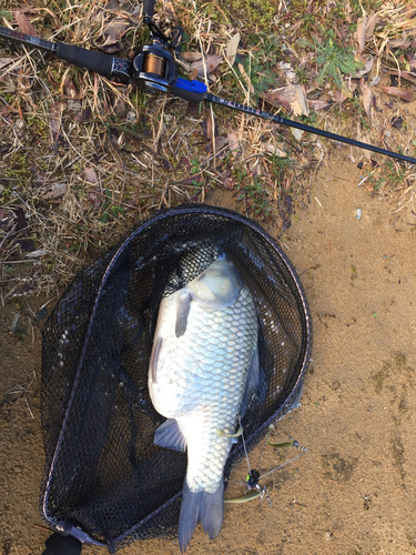 フナの釣果