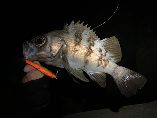 メバルの釣果