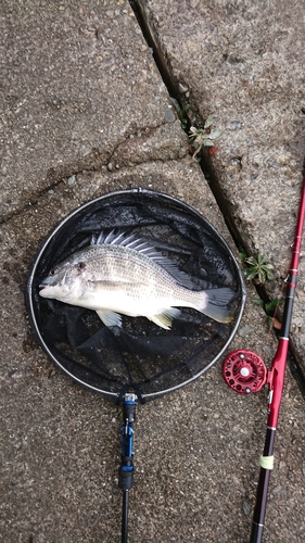 キチヌの釣果