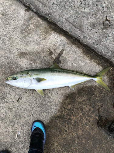 ブリの釣果