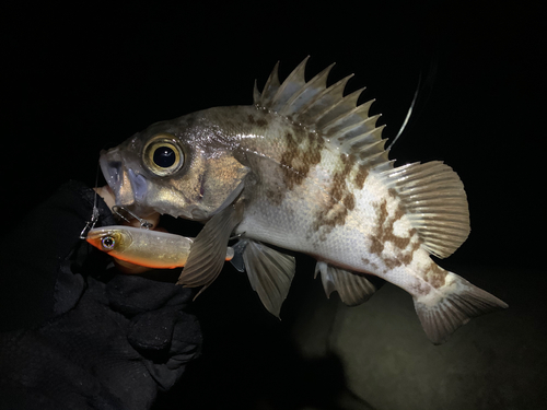 メバルの釣果