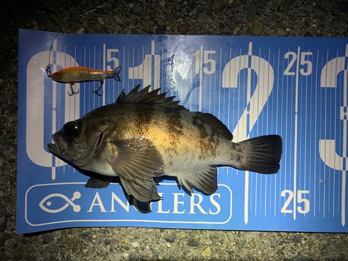 メバルの釣果