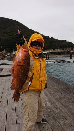 アコウの釣果