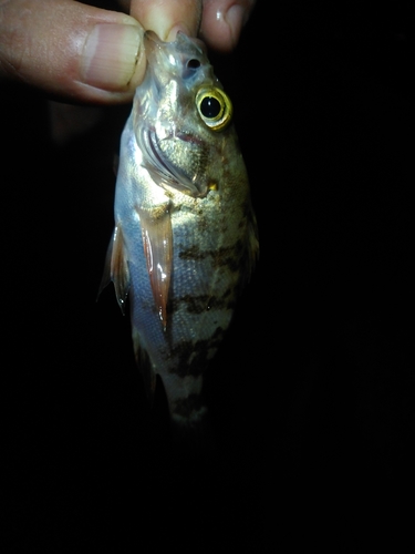 メバルの釣果