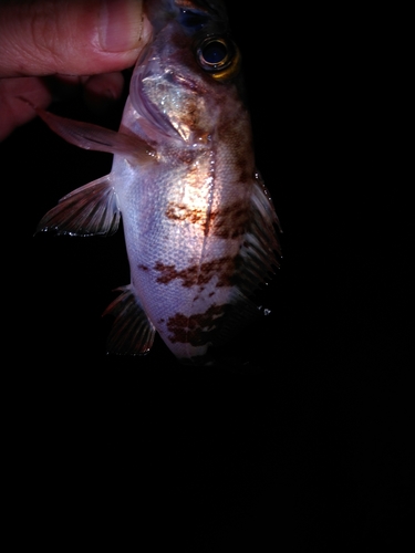 メバルの釣果