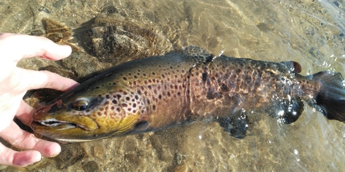 ブラウントラウトの釣果