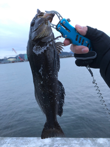 アイナメの釣果